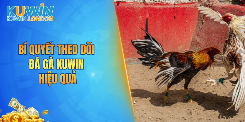 Bí quyết theo dõi đá gà KUWIN hiệu quả