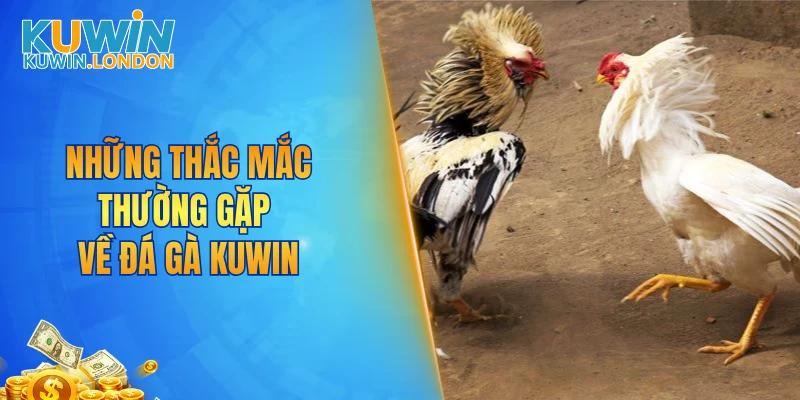 Những thắc mắc thường gặp về đá gà KUWIN